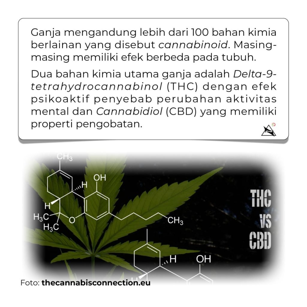 Ganja Untuk Kebutuhan Medis (Bagian 1) – Rumah Cemara