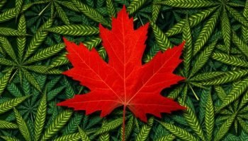 marijuana-canada-leaf-plants-735-350-700×333