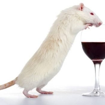 mouse wine (1)