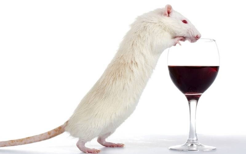 mouse wine (1)
