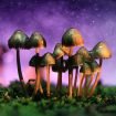 mushrooms-4-3-18