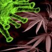 im-stich-gelassen-nutzer-von-therapeutischem-cannabis-waehrend-der-covid-19-krise-image-8142